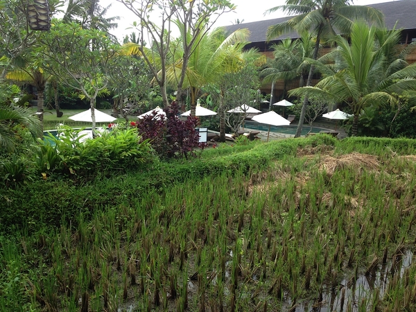 Alaya Resort Ubud