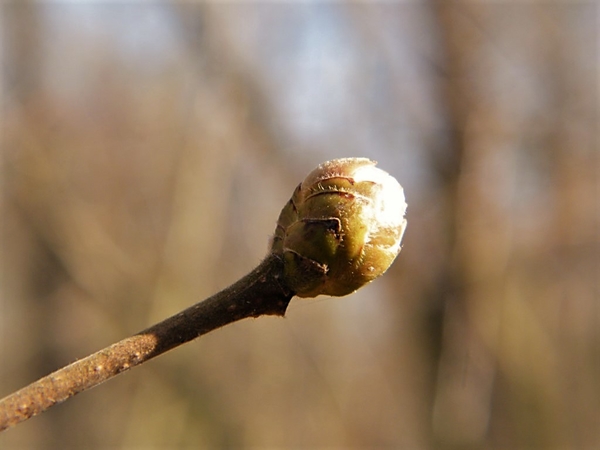 2018_02_28 Wellemeersen 02