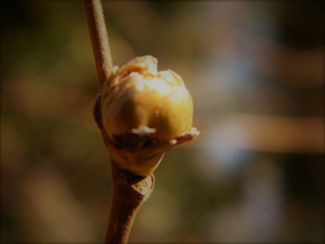 2018_02_28 Wellemeersen 04