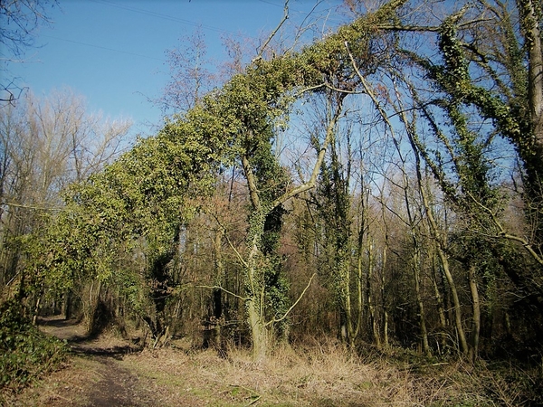 Wellemeersen Denderleeuw