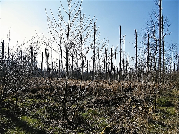 Wellemeersen Denderleeuw