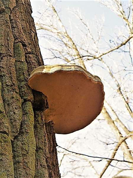 Wellemeersen Denderleeuw