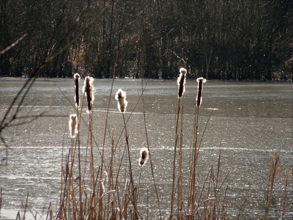 Wellemeersen Denderleeuw