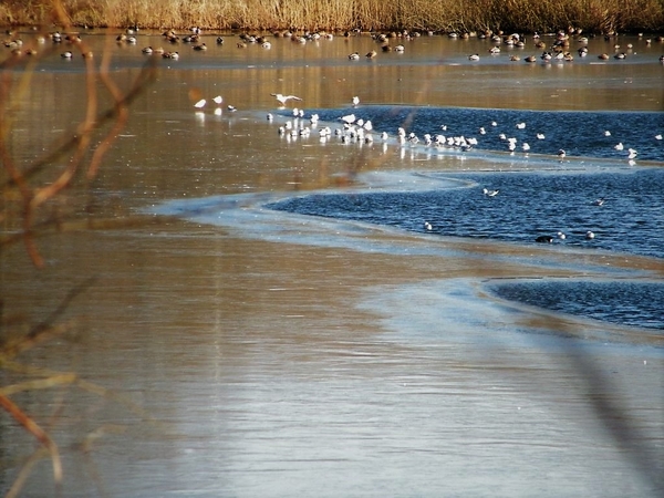 2018_02_28 Wellemeersen 46