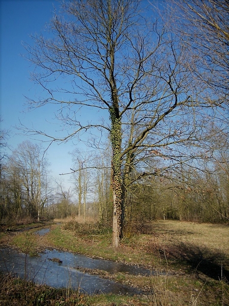 Wellemeersen Denderleeuw