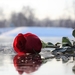 red-rose-on-ice-3193816_960_720