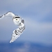 flying-owl_1175981278