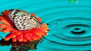 butterfly-water-drops_359531971