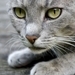 gray-cat_126360564