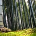 bamboo-forest_1321400917