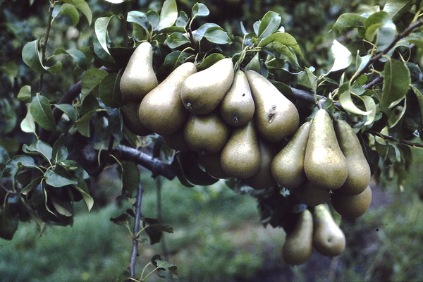 peren langs de wegen