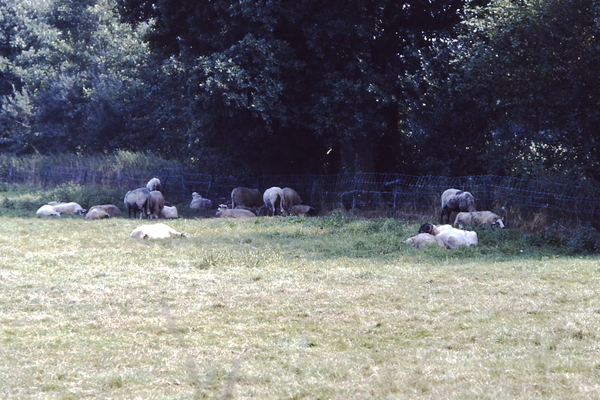 vakantie in Drente/Groningen. 1983