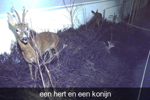 een hert en konijn