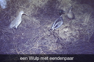 een (v/d) Wulp met eendenpaar