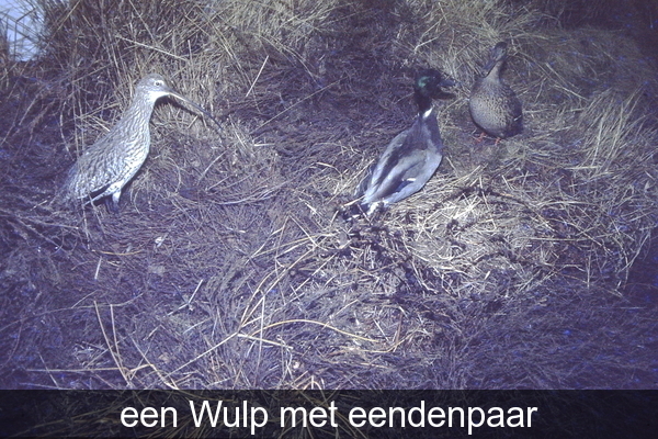 een (v/d) Wulp met eendenpaar