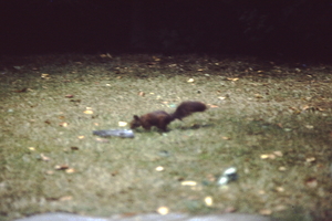 eekhoorn in de tuin