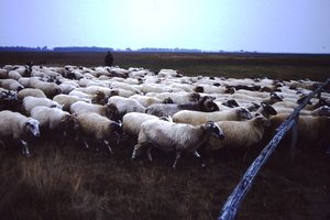 schapen