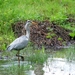 Reiger (Blauwe -) 04