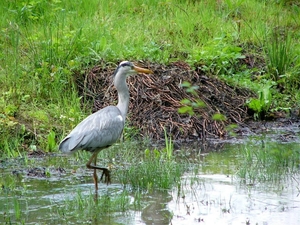 Reiger (Blauwe -) 04