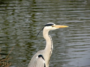 Reiger (Blauwe -) 19