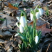 Sneeuwklokje 53