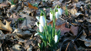 Sneeuwklokje 53
