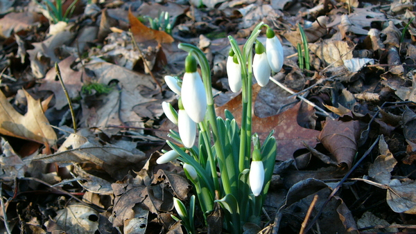 Sneeuwklokje 53