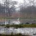 Zilverreiger     (Grote -) 18