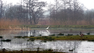 Zilverreiger     (Grote -) 18