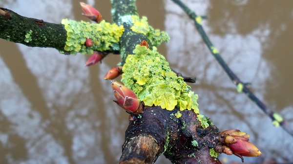 Boom (Bottende -) 065