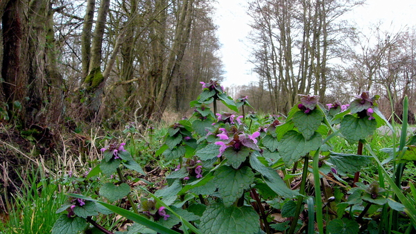 Dovenetel (Paarse -) 17