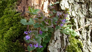 Hondsdraf 07