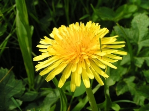 Paardenbloem 01