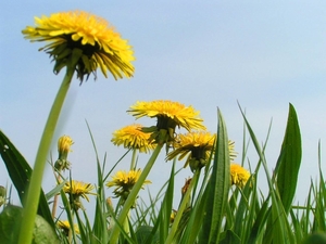 Paardenbloem 03