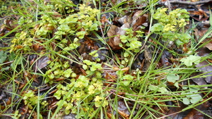 DSCN0570