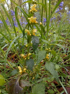 DSCN0589