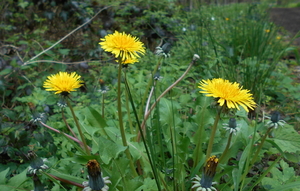 DSCN0648
