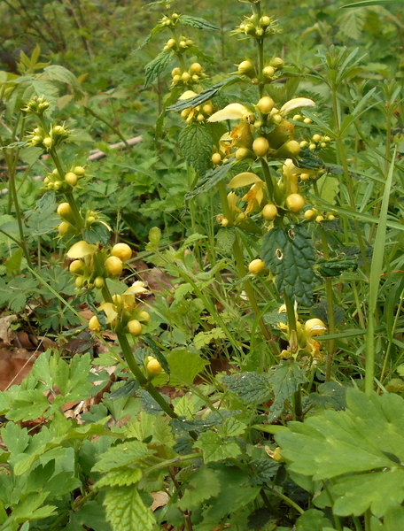 DSCN0651