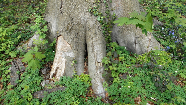 DSCN0666