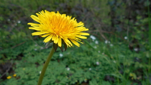 DSCN0668