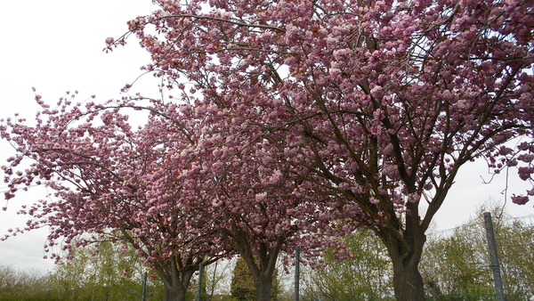 DSCN0683