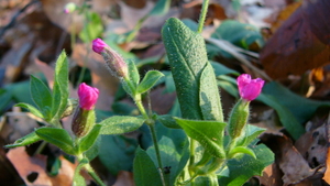 Dagkoekoeksbloem 23