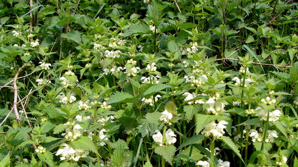 Dovenetel (Witte -) 10