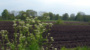 Fluitekruid 06