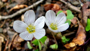 Klaverzuring (Witte -) 04