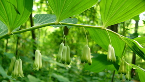 Salomonszegel 02