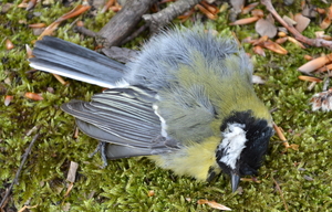 DSC_0201