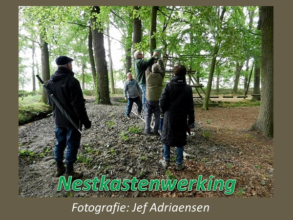 2016-05-15 NESTKASTENWERKING (JA)