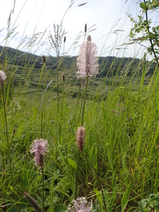 dag2_badberg34