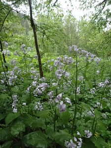 dag3_Wutagschlucht08